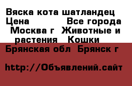 Вяска кота шатландец › Цена ­ 1 000 - Все города, Москва г. Животные и растения » Кошки   . Брянская обл.,Брянск г.